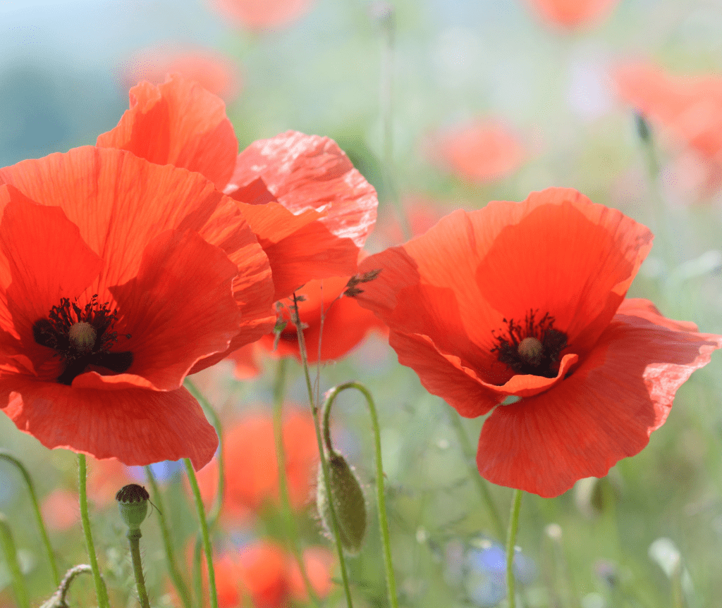 amapolas y trigo verde