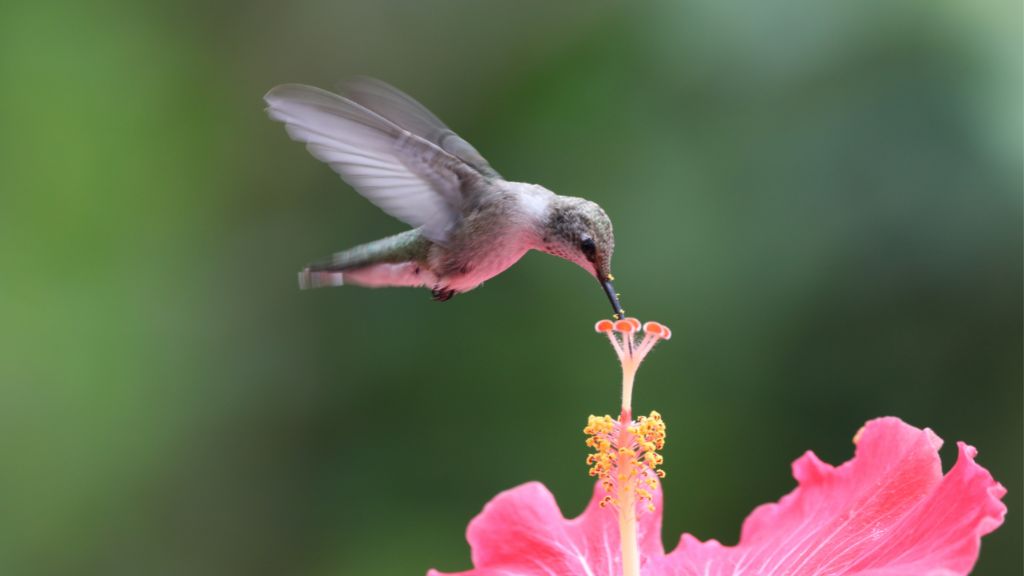 colibrí ho'oponopono