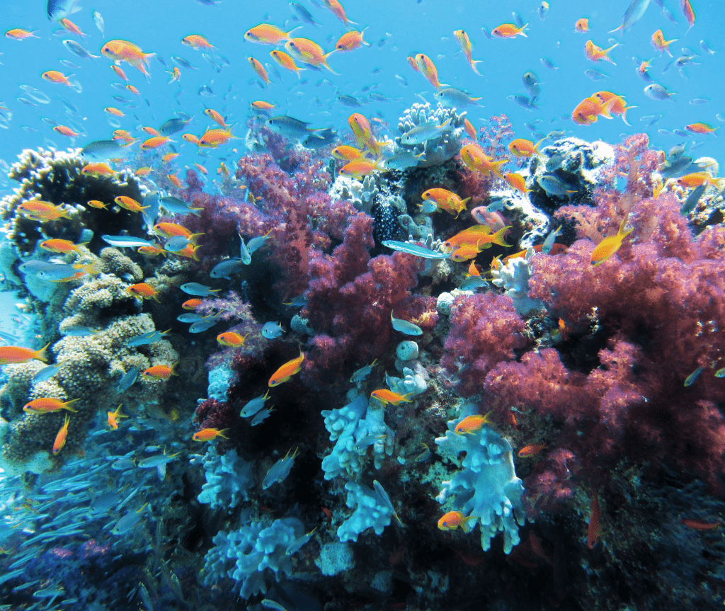 fondo marino y terapia marina