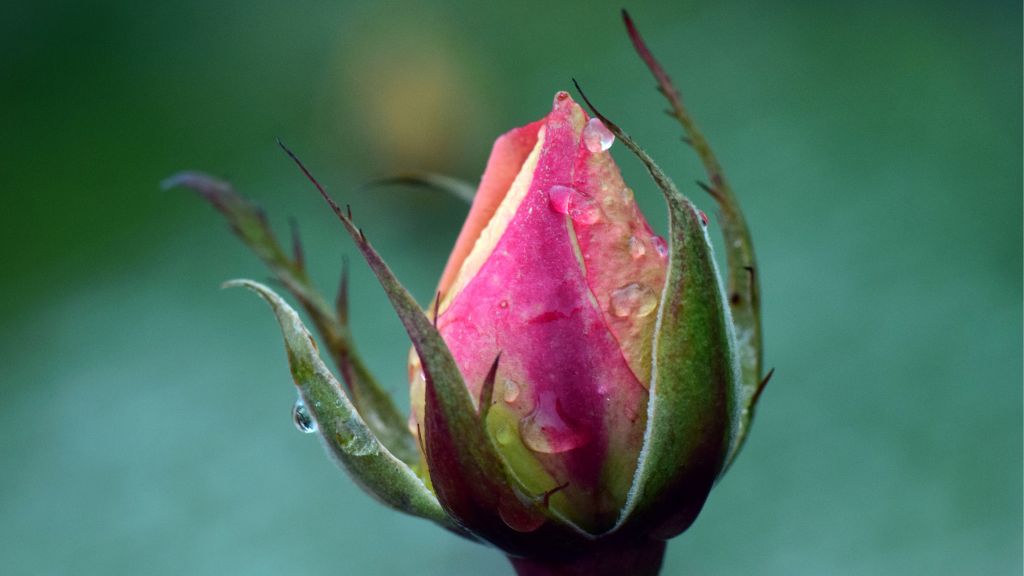 gotas de rocio ho'oponopono