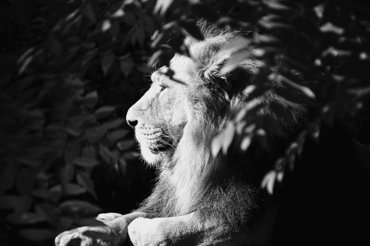 león blanco y negro curso miedos