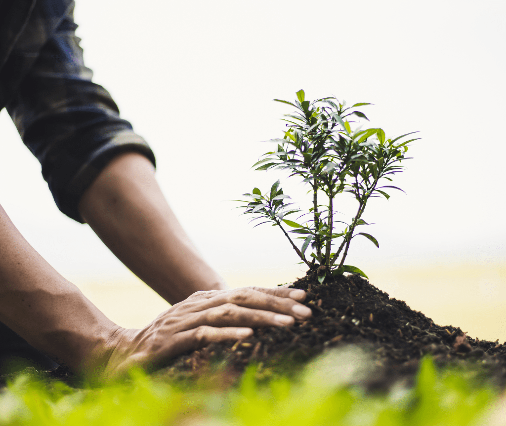 plantando en la tierra